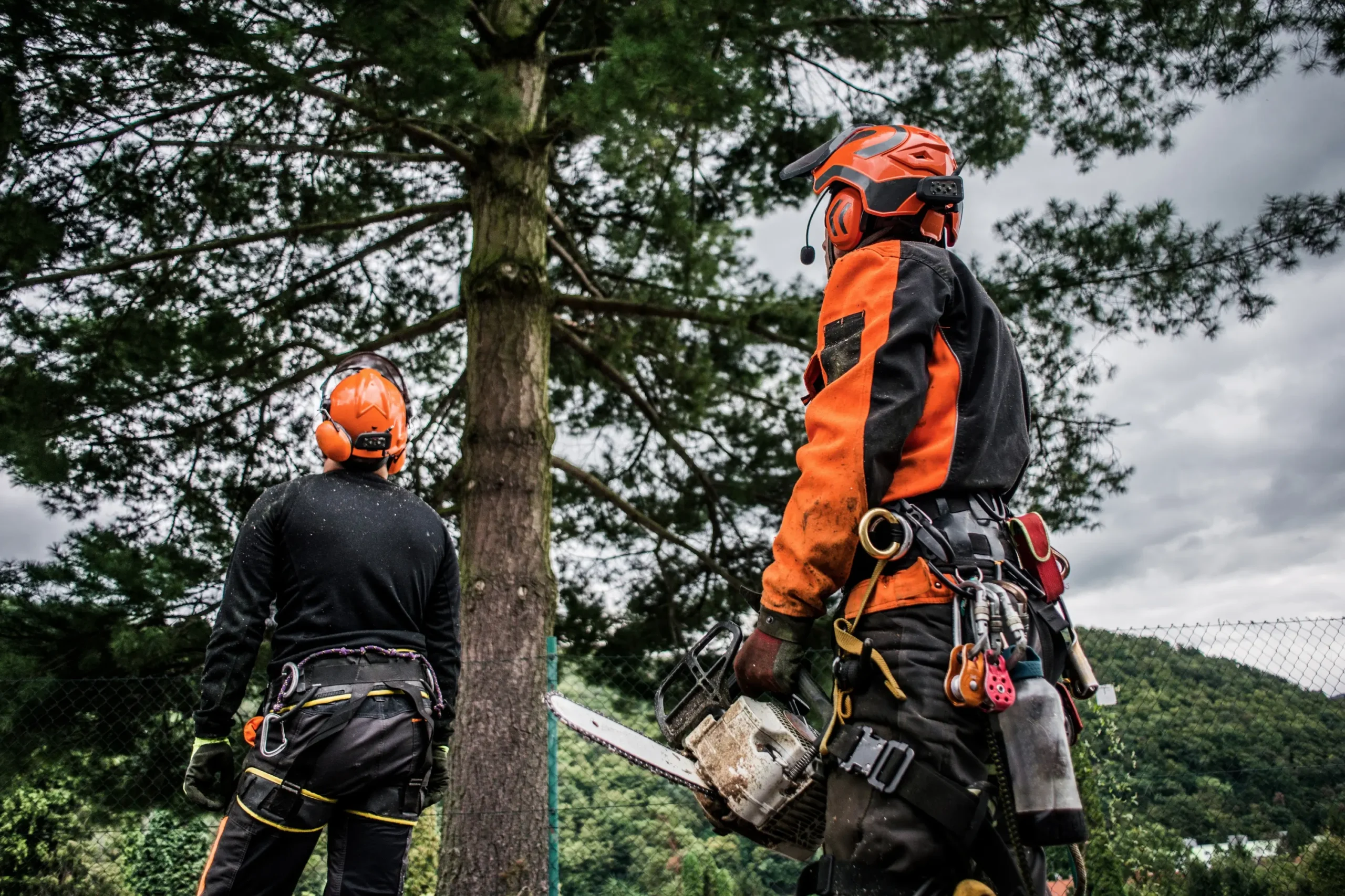 Arborist